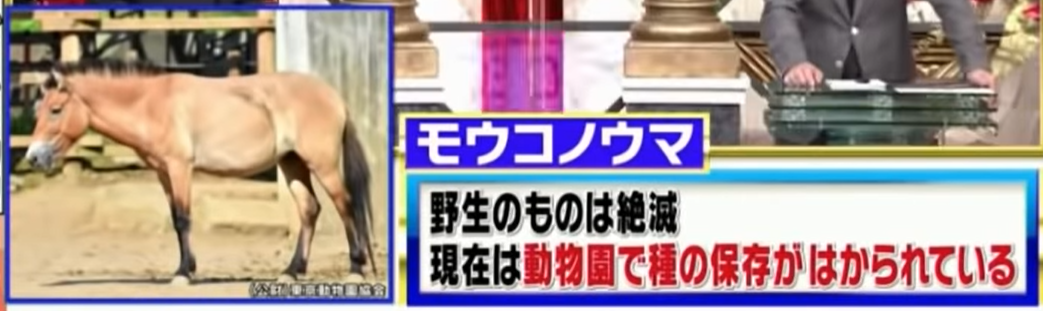 モウコノウマ解説.png