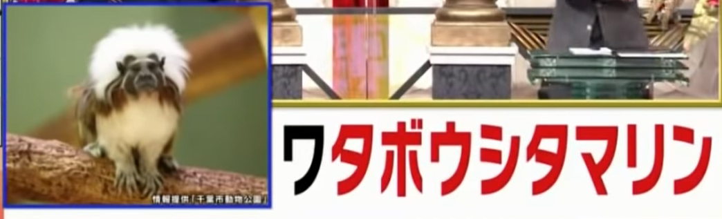 ワタボウシタマリオン解説.png